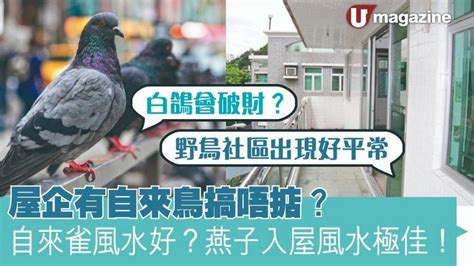 雀鳥飛入屋|屋企有自來鳥搞唔掂？自來雀風水好？燕子入屋風水極。